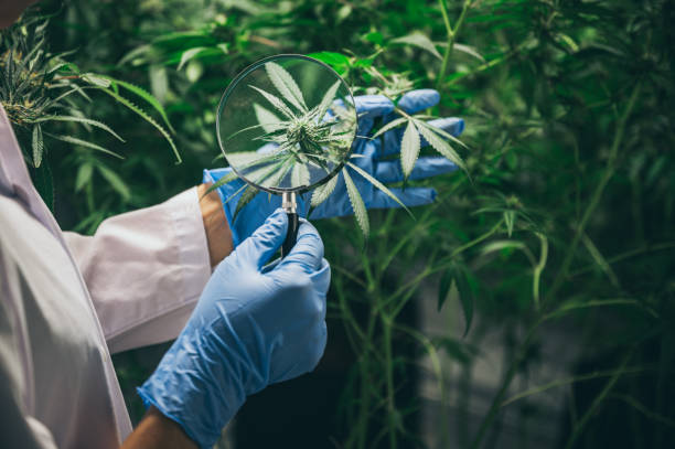 What is the Best Place to Find CBD Gummies for Sale in Clovis?